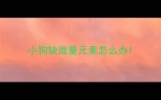 小狗缺微量元素怎么办