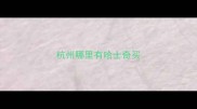 杭州哪里有哈士奇买