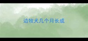 边牧犬几个月长成