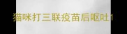 猫咪打三联疫苗后呕吐