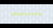 沈阳拉布拉多犬价格