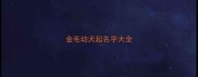 金毛幼犬起名字大全