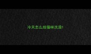 冷天怎么给猫咪洗澡