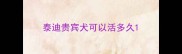 泰迪贵宾犬可以活多久