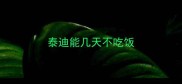 泰迪能几天不吃饭