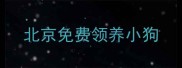 北京免费领养小狗