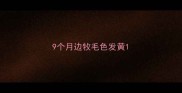 9个月边牧毛色发黄