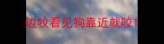 边牧看见狗靠近就咬