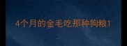 4个月的金毛吃那种狗粮
