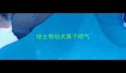 哈士奇幼犬鼻子喷气