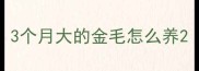 3个月大的金毛怎么养