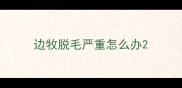 边牧脱毛严重怎么办