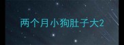 两个月小狗肚子大