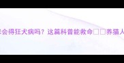 猫咪会得狂犬病吗这篇科普能救命养猫人必看