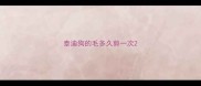 泰迪狗的毛多久剪一次