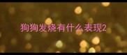 狗狗发烧有什么表现
