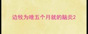 边牧为啥五个月就的脑炎