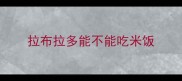 拉布拉多能不能吃米饭