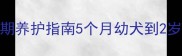 金毛犬全生命周期养护指南5个月幼犬到2岁成犬的养护要点