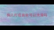 狗儿打疫苗前可以洗澡吗
