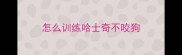 怎么训练哈士奇不咬狗