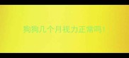 狗狗几个月视力正常吗