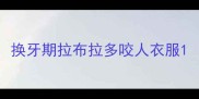换牙期拉布拉多咬人衣服
