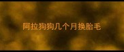 阿拉狗狗几个月换胎毛