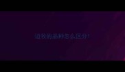 边牧的品种怎么区分