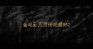 金毛到几月份毛最好