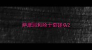 萨摩耶和哈士奇碰头