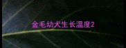金毛幼犬生长温度