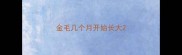 金毛几个月开始长大