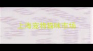 上海宠物猫咪市场