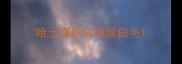 哈士奇后背有簇白毛