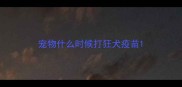 宠物什么时候打狂犬疫苗