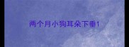两个月小狗耳朵下垂