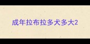 成年拉布拉多犬多大