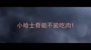 小哈士奇能不能吃肉