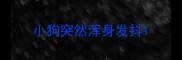 小狗突然浑身发抖