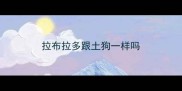 拉布拉多跟土狗一样吗