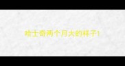 哈士奇两个月大的样子