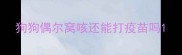 狗狗偶尔窝咳还能打疫苗吗