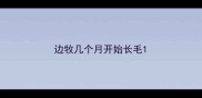 边牧几个月开始长毛