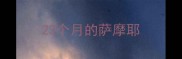 23个月的萨摩耶