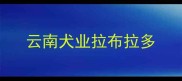 云南犬业拉布拉多