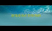宠物美容时控制狗狗