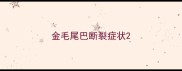 金毛尾巴断裂症状