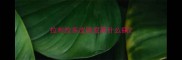 拉布拉多皮肤变黑什么病