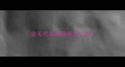 金毛吃皇家狗粮怎么样